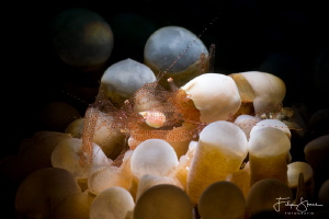A pair of Eggshell shrimps or Coral commensal shrimps(Ham... by Filip Staes 